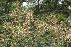 Acacia leucophloea